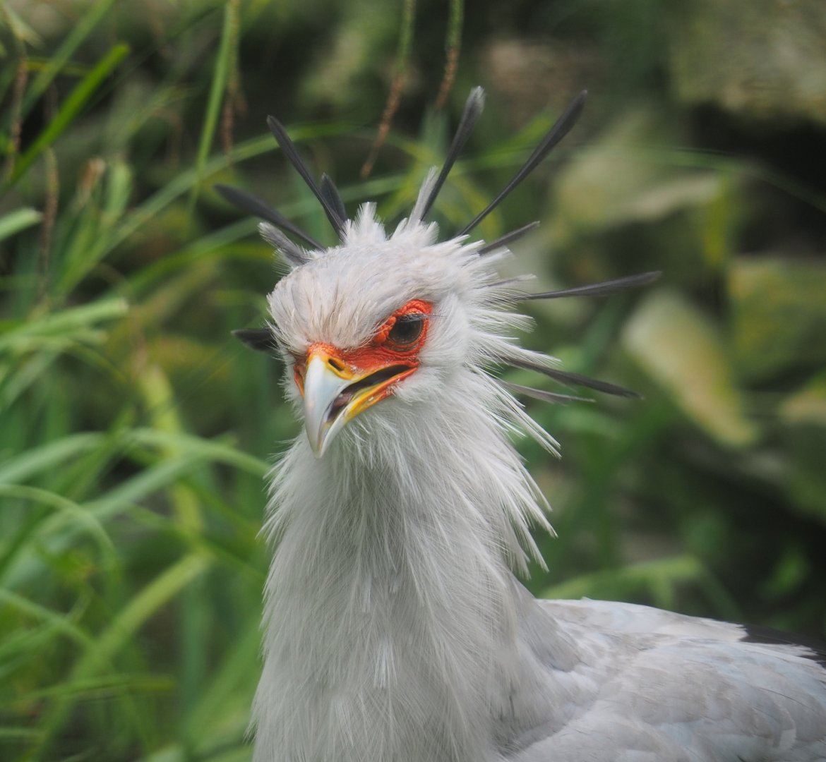 Secretary bird (Sagittarius serpentarius), 2021-07-03