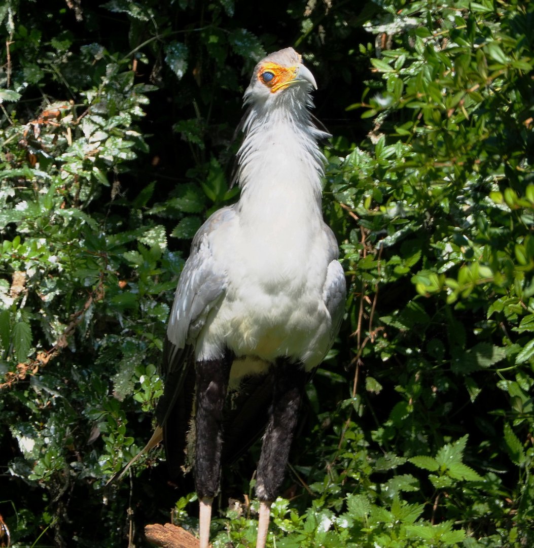 Secretary bird (Sagittarius serpentarius), 2021-09-03