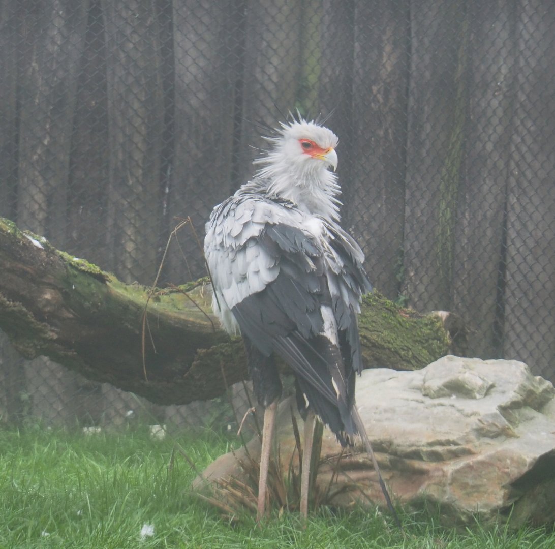 Secretary bird (Sagittarius serpentarius), 2021-10-10