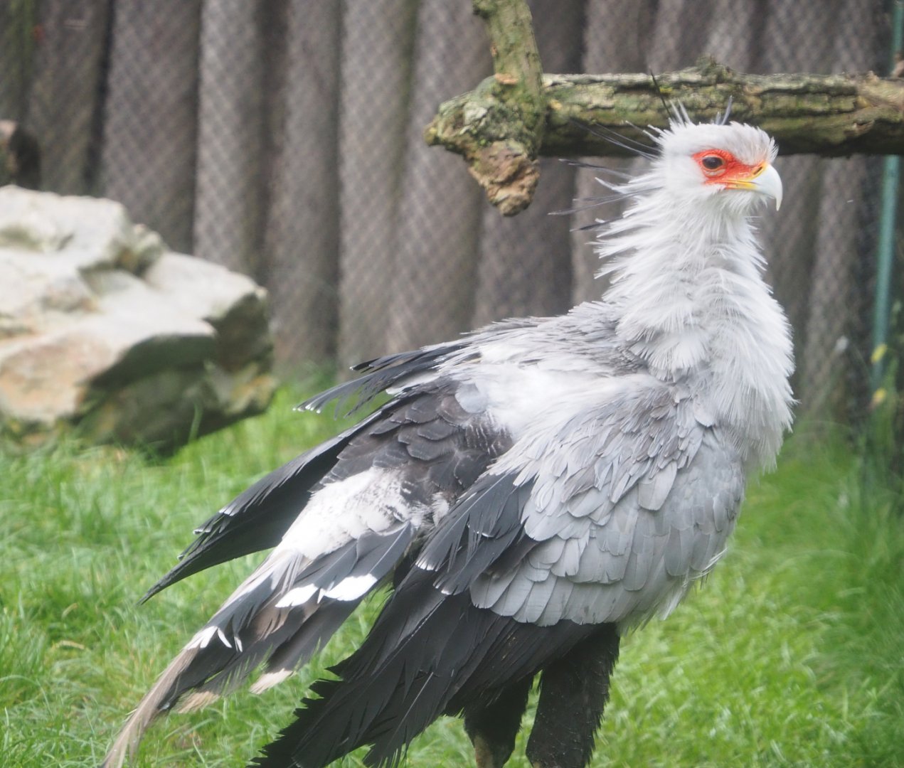 Secretary bird (Sagittarius serpentarius), 2021-11-06