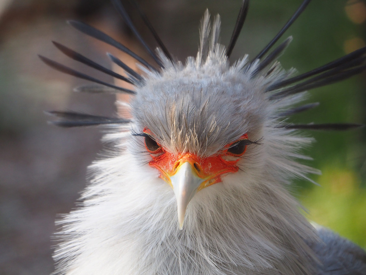 Secretary bird (Sagittarius serpentarius), 2021-12-22