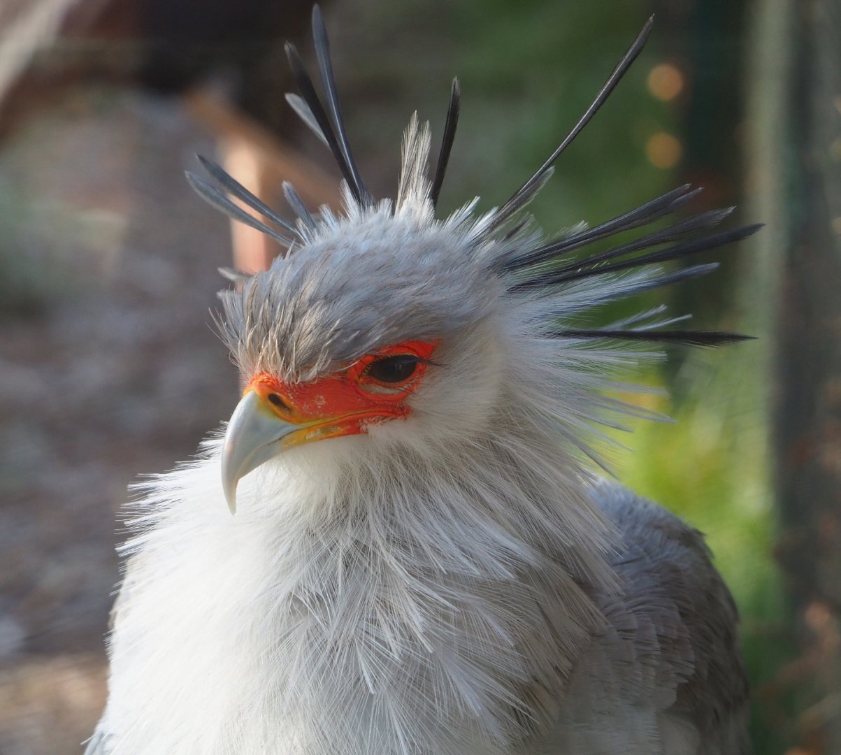 Secretary bird (Sagittarius serpentarius), 2021-12-22