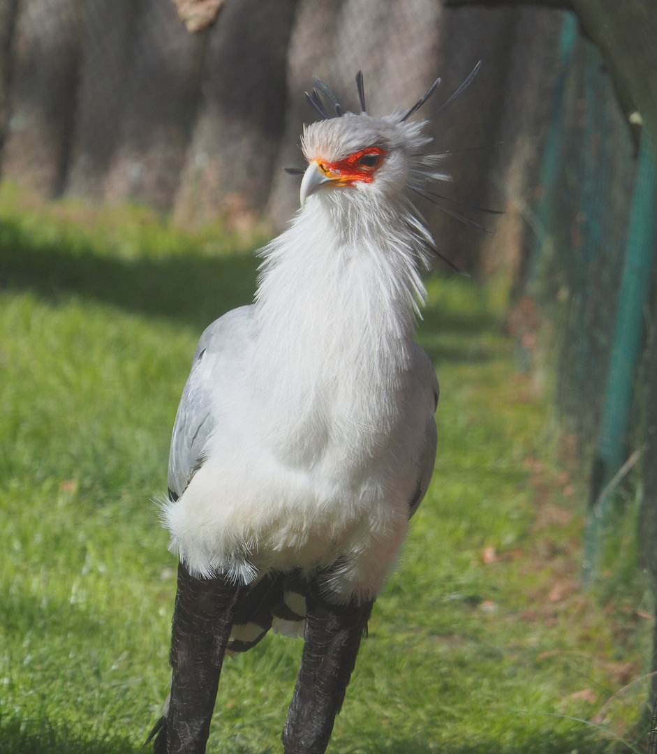 Secretary bird (Sagittarius serpentarius), 2022-04-12