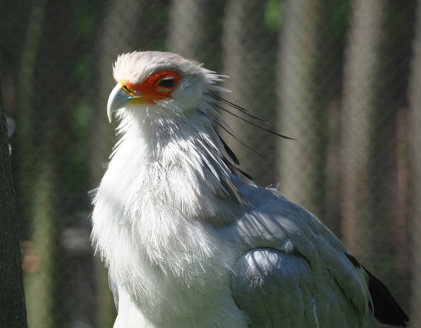 Secretary bird (Sagittarius serpentarius), 2022-06-15