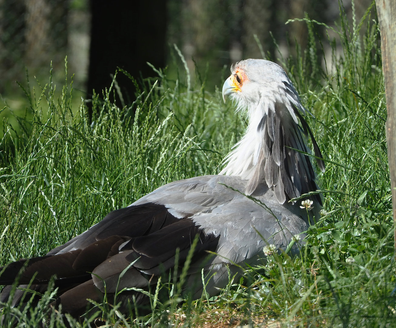 Secretary bird (Sagittarius serpentarius), 2022-06-15