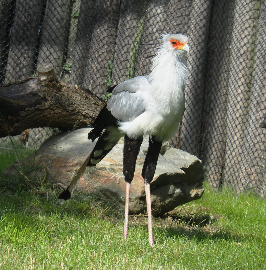 Secretary bird (Sagittarius serpentarius), 2022-07-03