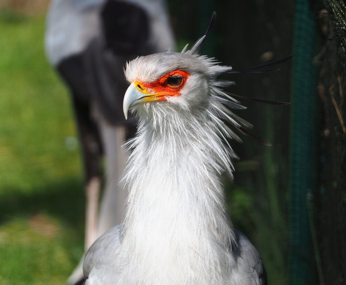 Secretary bird (Sagittarius serpentarius), 2022-07-03