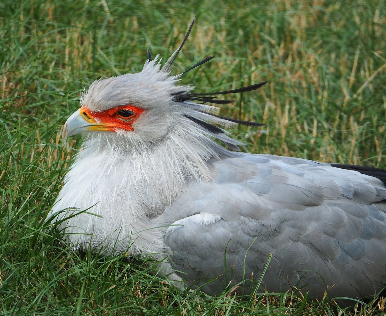 Secretary bird (Sagittarius serpentarius), 2022-07-16