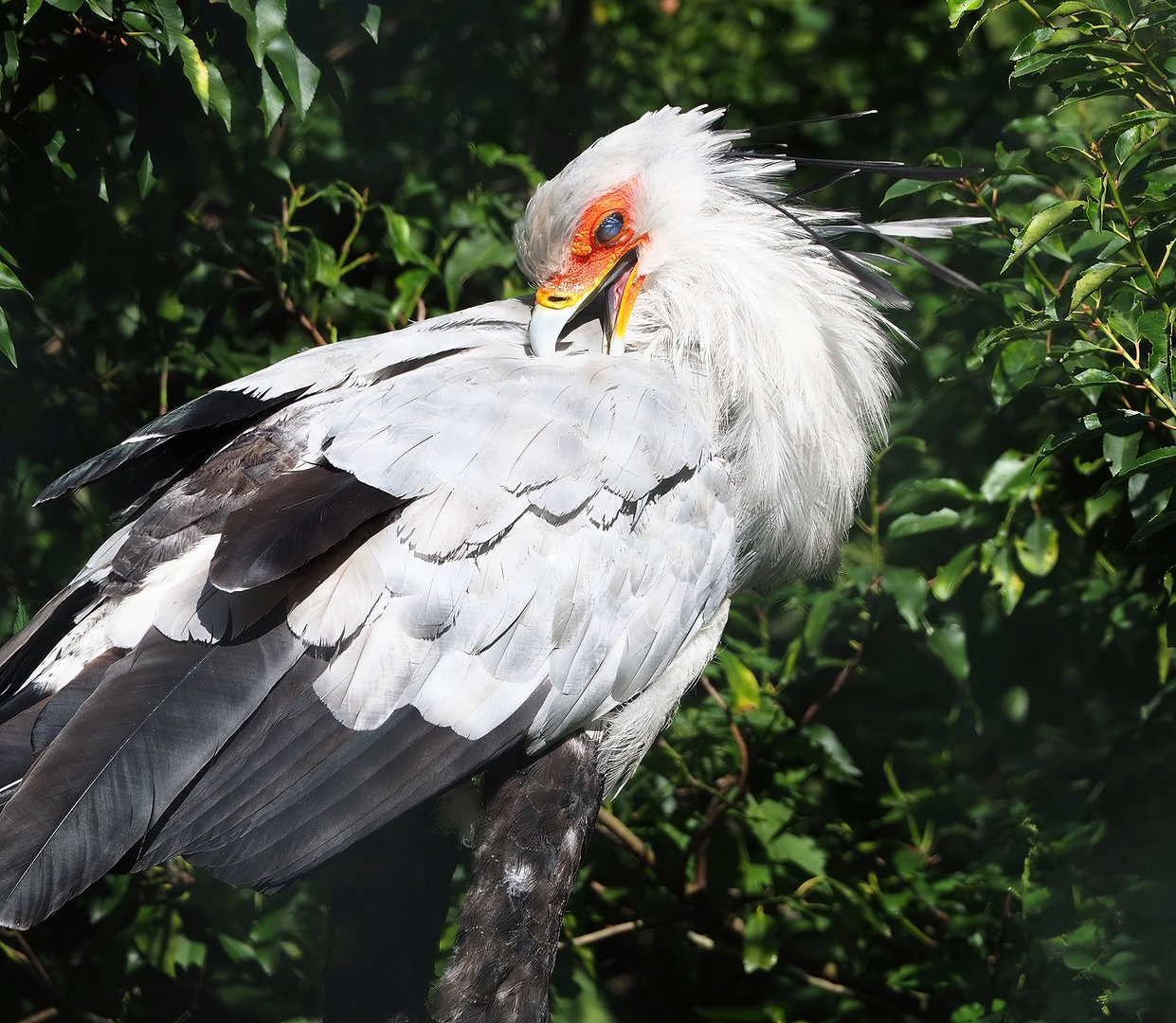 Secretary bird (Sagittarius serpentarius), 2022-08-28