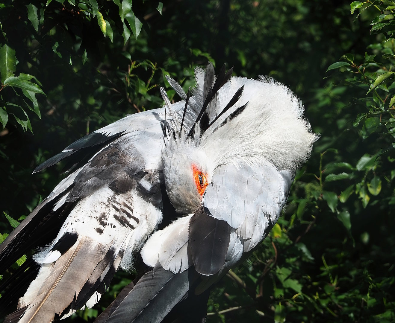 Secretary bird (Sagittarius serpentarius), 2022-08-28