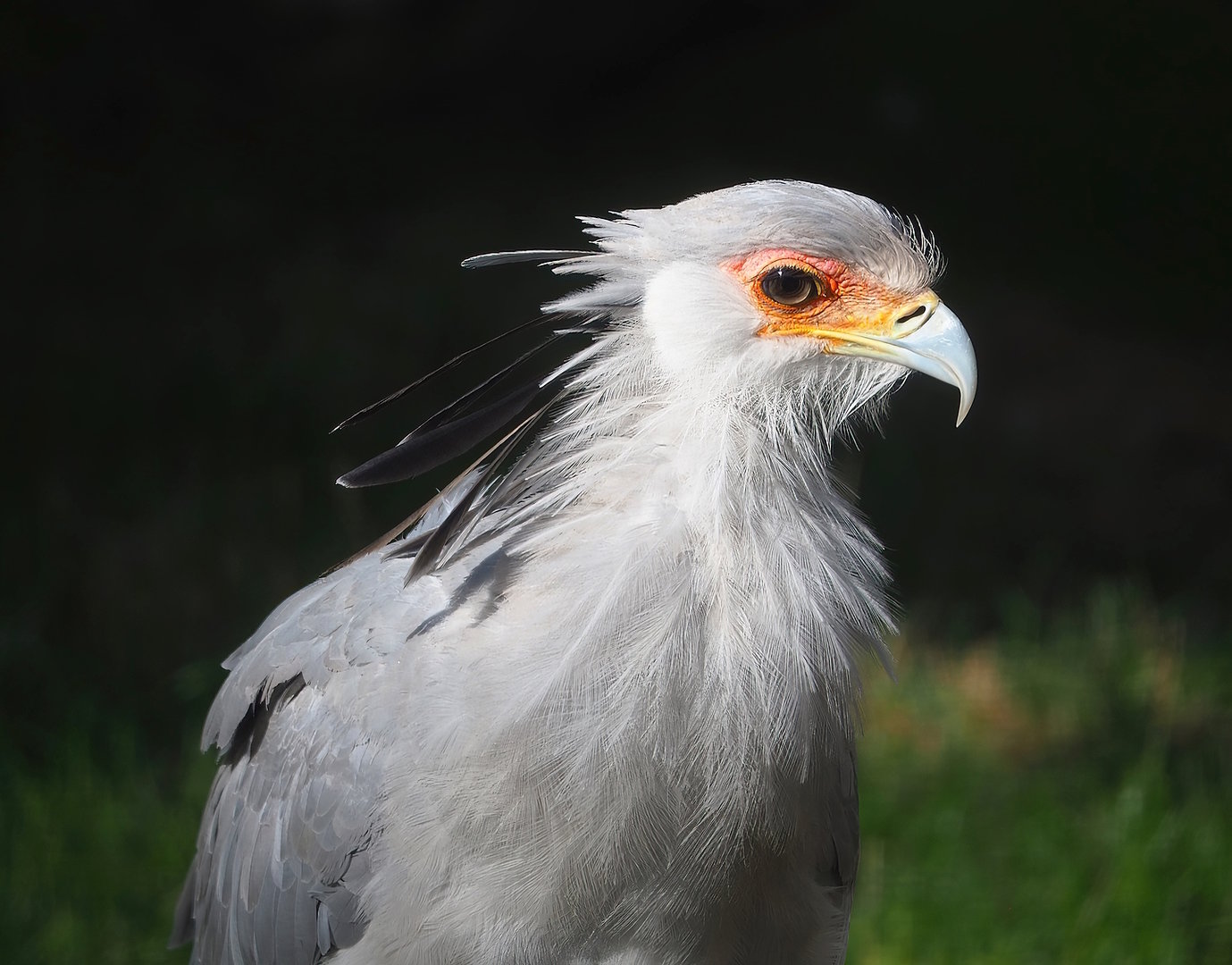 Secretary bird (Sagittarius serpentarius), 2022-09-12