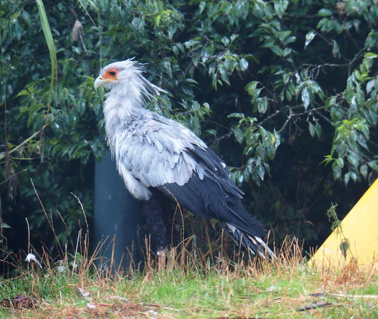 Secretary bird (Sagittarius serpentarius), 2022-09-14