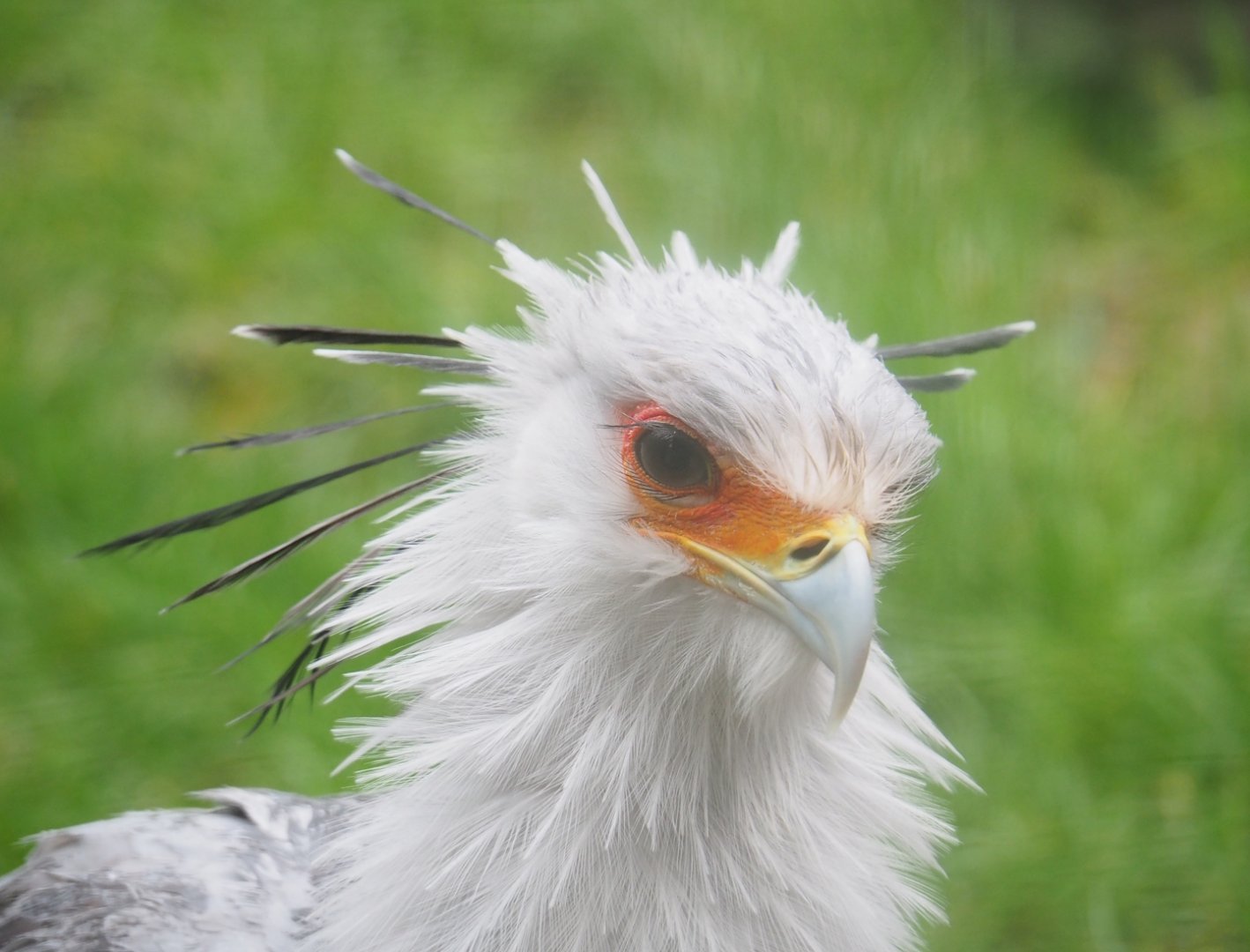 Secretary bird (Sagittarius serpentarius), 2023-02-19