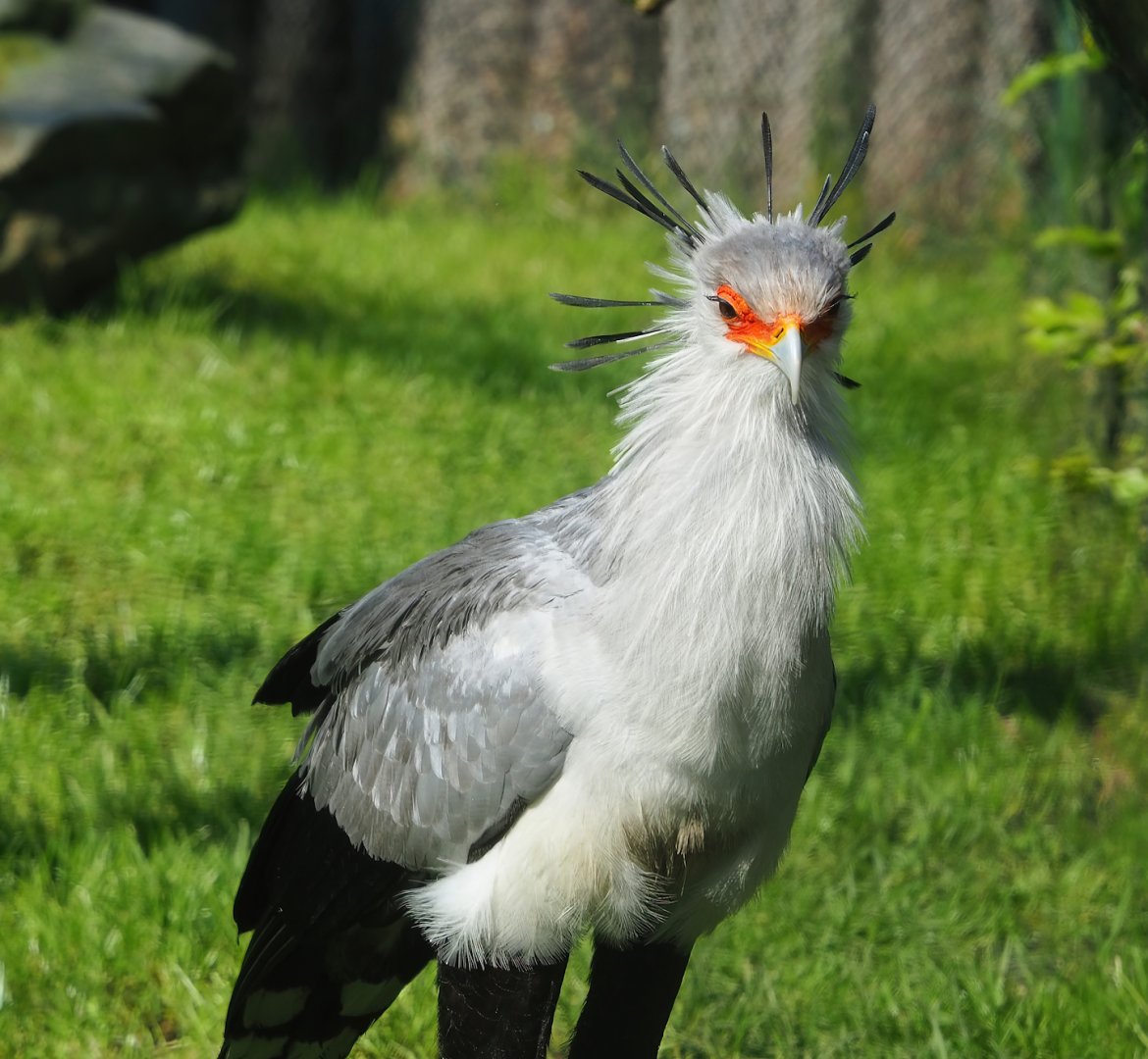 Secretary bird (Sagittarius serpentarius), 2023-05-13