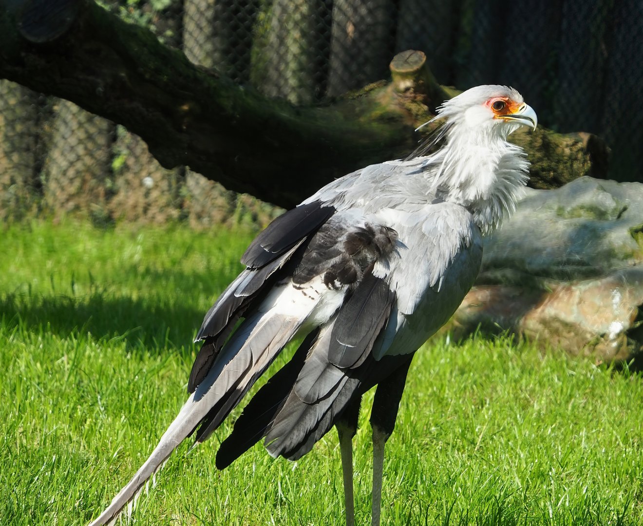 Secretary bird (Sagittarius serpentarius), 2023-05-13