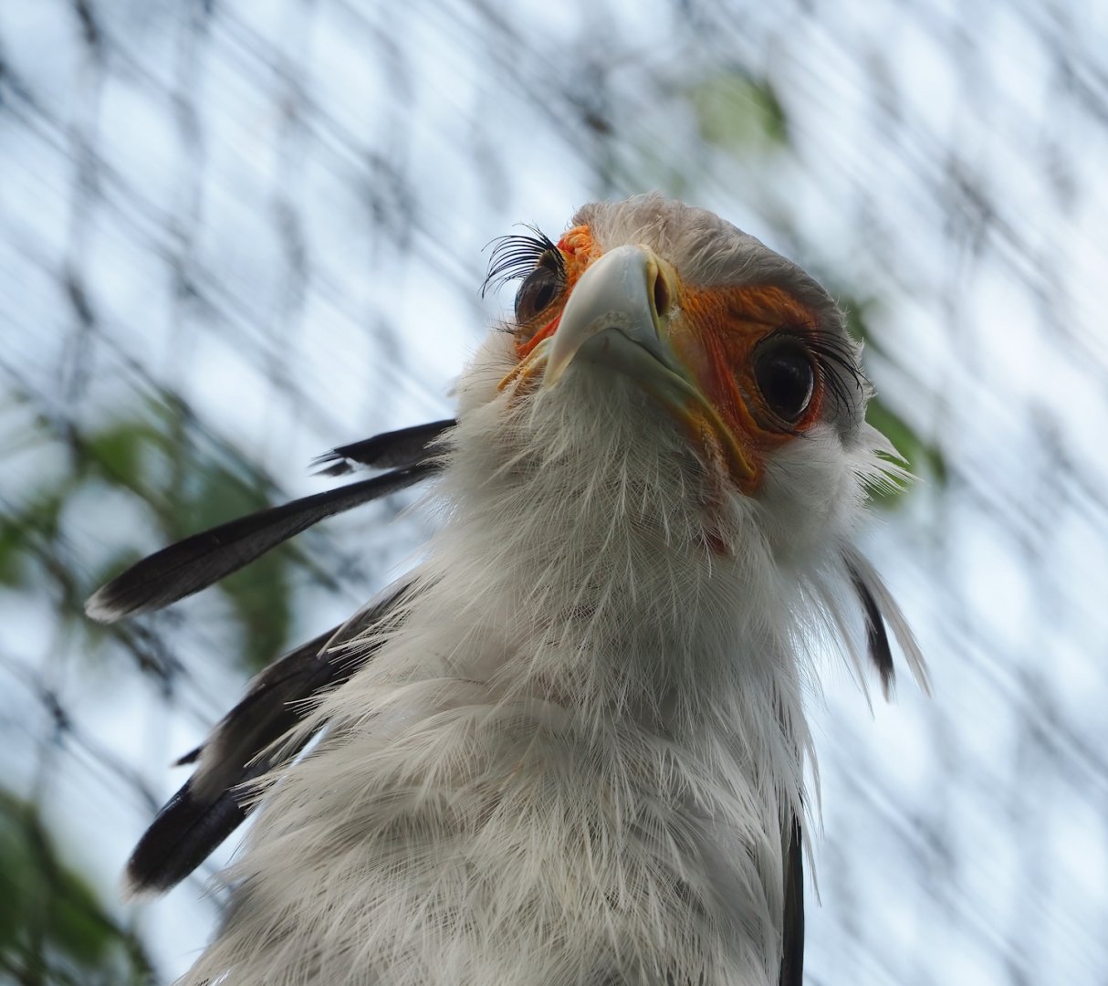 Secretary bird (Sagittarius serpentarius), 2023-05-16
