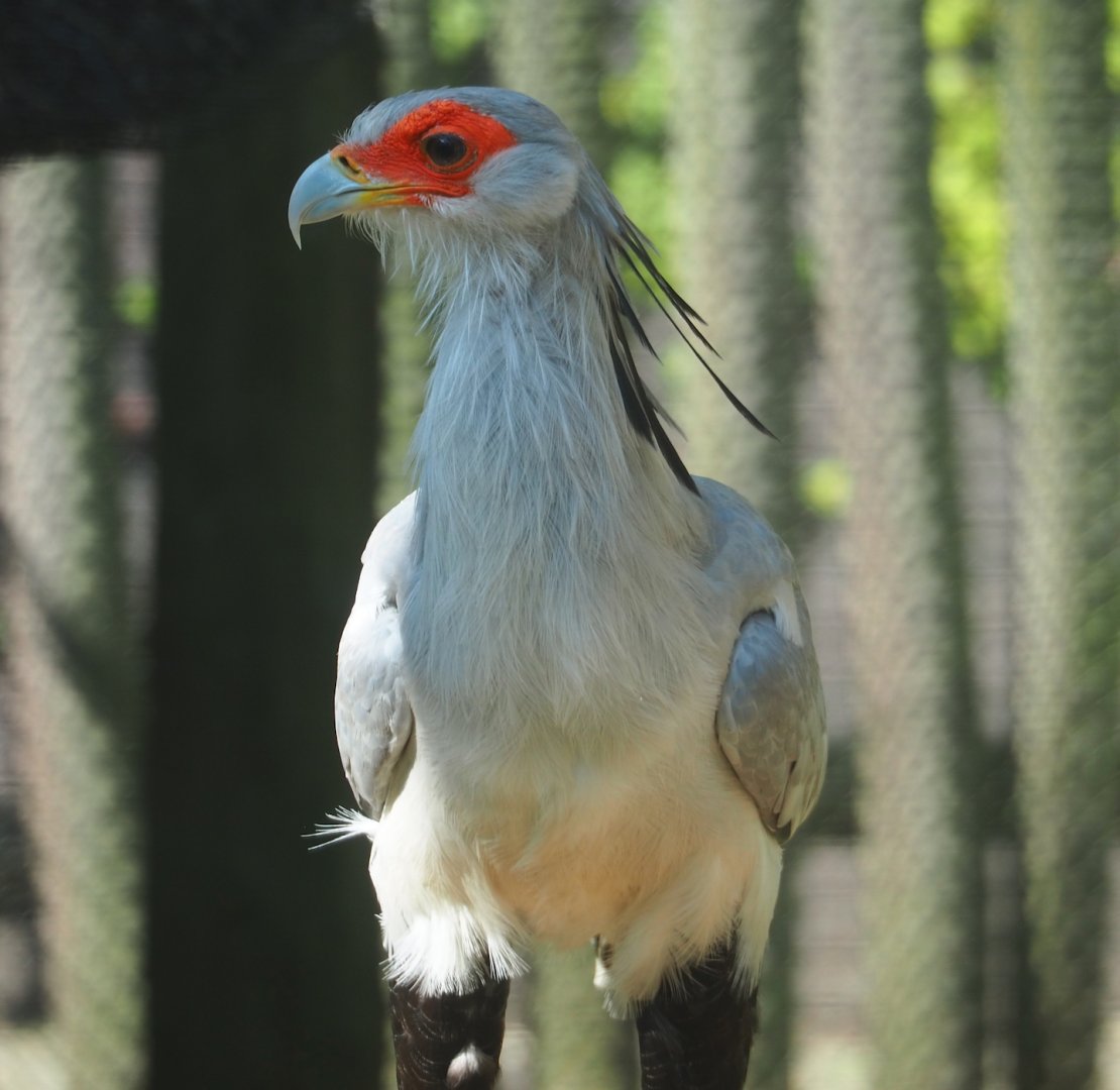 Secretary bird (Sagittarius serpentarius), 2023-07-08