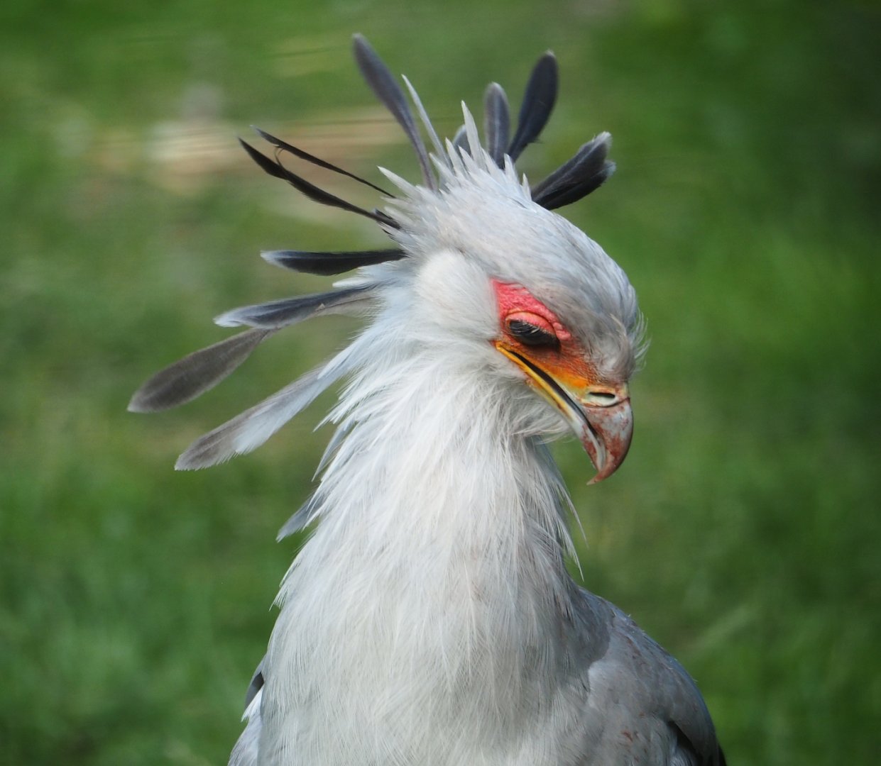 Secretary bird (Sagittarius serpentarius), 2023-07-26