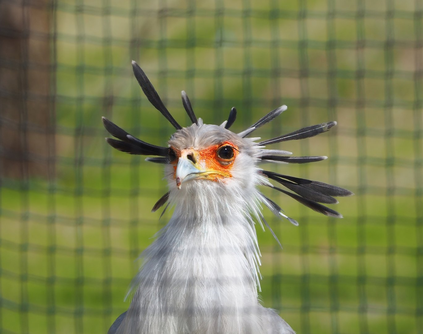 Secretary bird (Sagittarius serpentarius), 2023-08-15