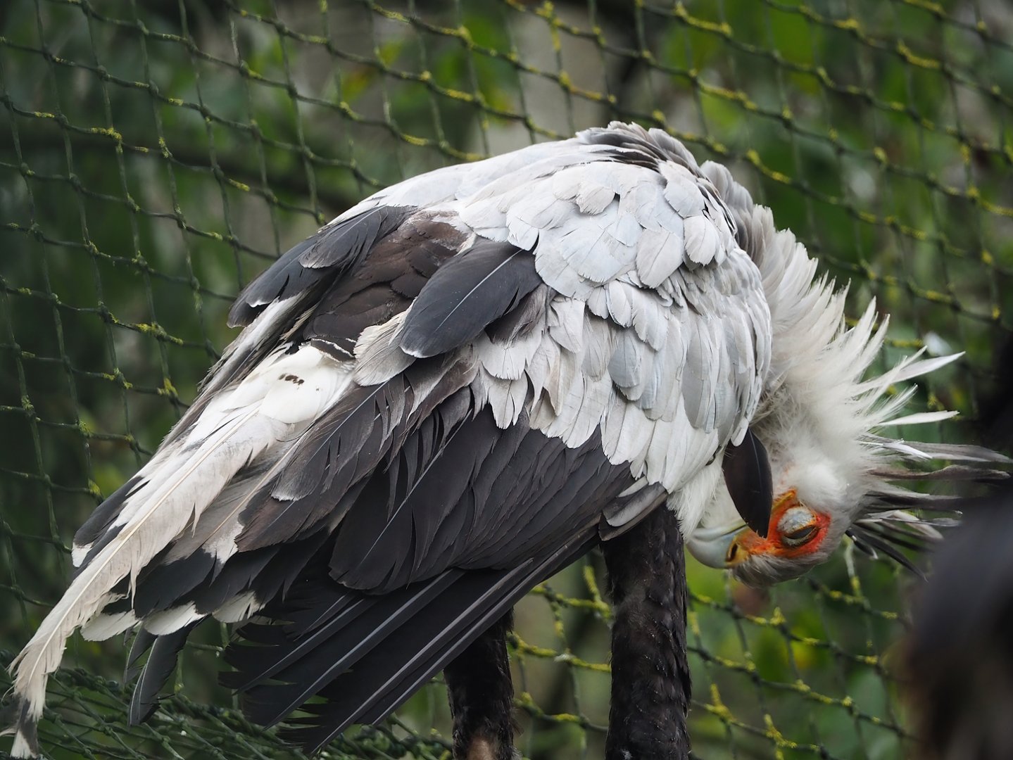 Secretary bird (Sagittarius serpentarius), 2023-10-13