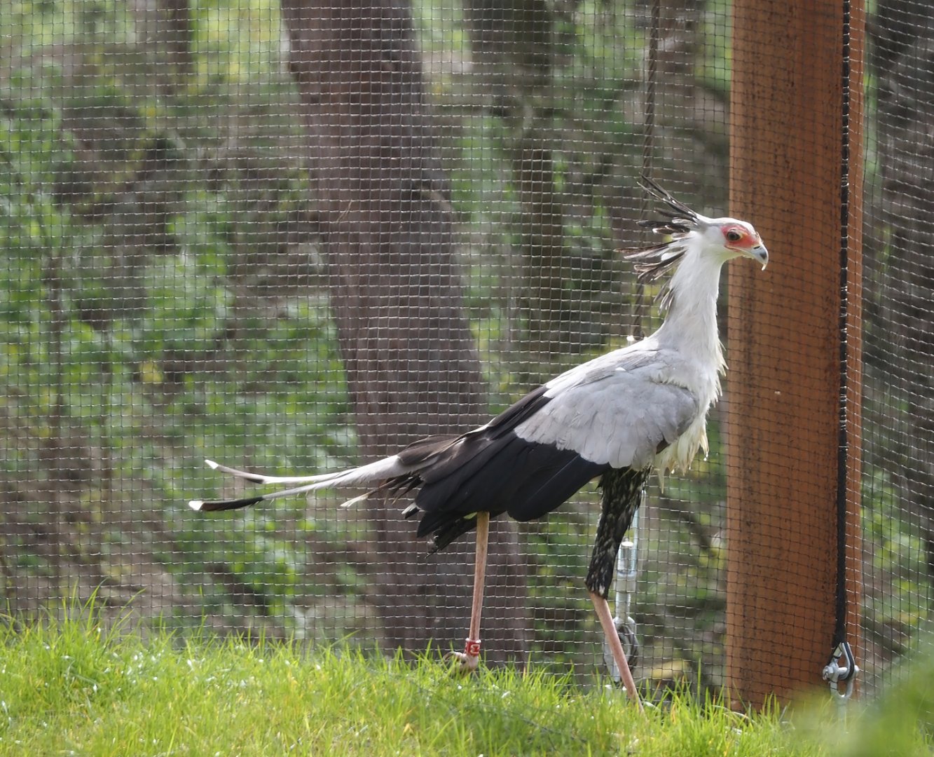 Secretary bird (Sagittarius serpentarius), 2024-04-06