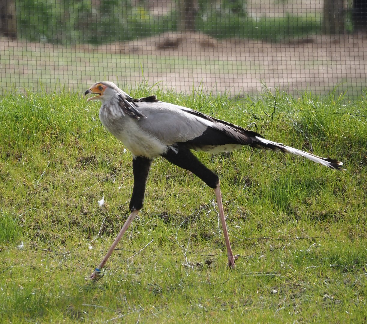 Secretary bird (Sagittarius serpentarius), 2024-04-06