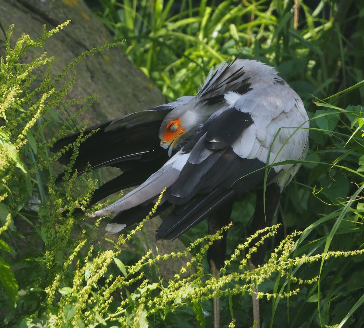 Secretary bird (Sagittarius serpentarius), 2024-06-30