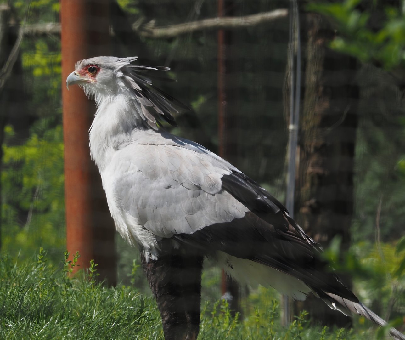 Secretary bird (Sagittarius serpentarius), 2025-04-30