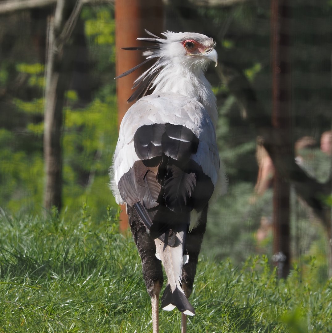 Secretary bird (Sagittarius serpentarius), 2025-04-30
