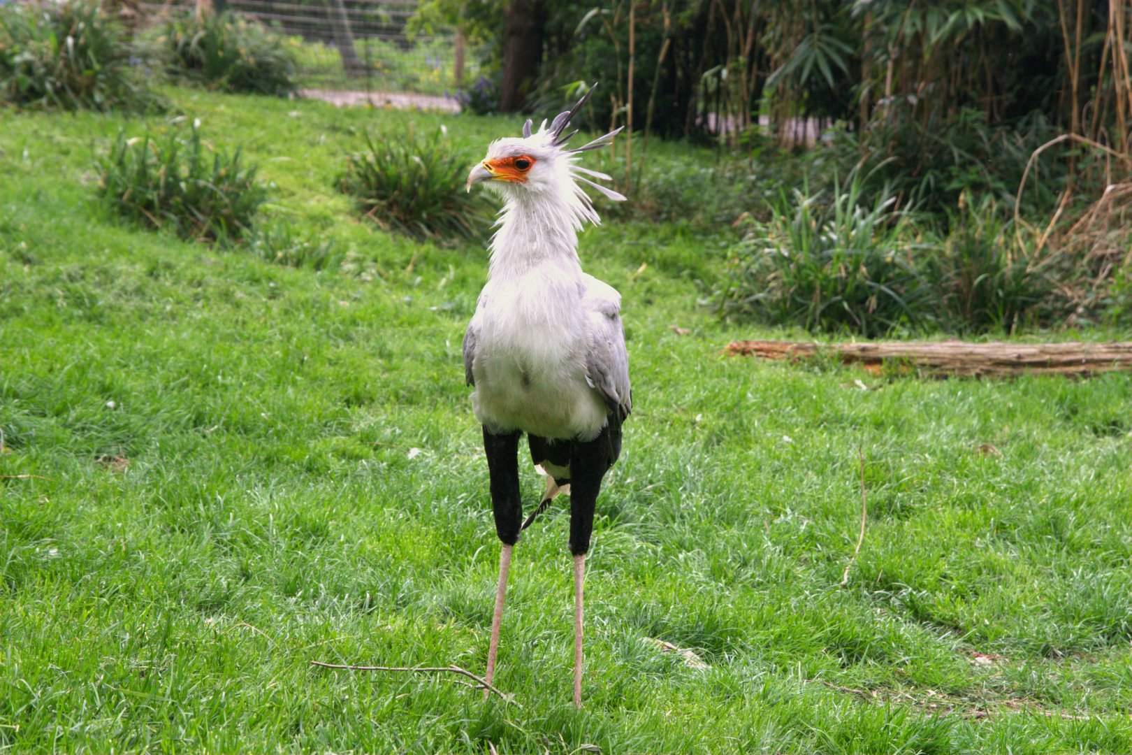 Secretary Bird (Sagittarius serpentarius), 24-04-25