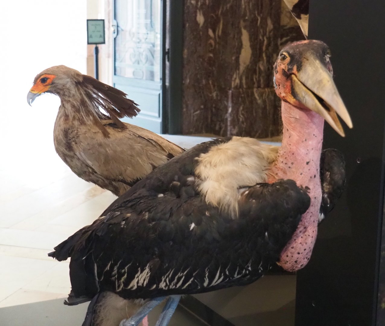 Secretary bird (Sagittarius serpentarius) and Marabou (Leptoptilos crumenifer) specimens, 2021-10-20