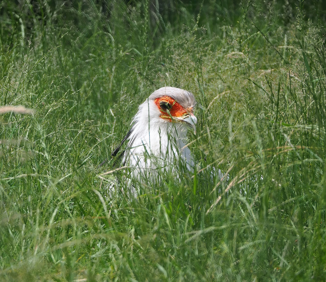 Secretary bird (Sagittarius serpentarius) in grass, 2022-06-12