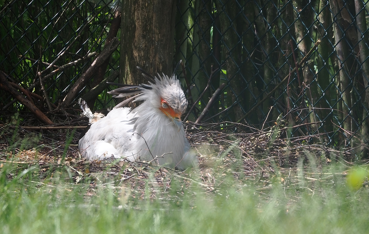 Secretary bird (Sagittarius serpentarius) on nest, 2022-06-12