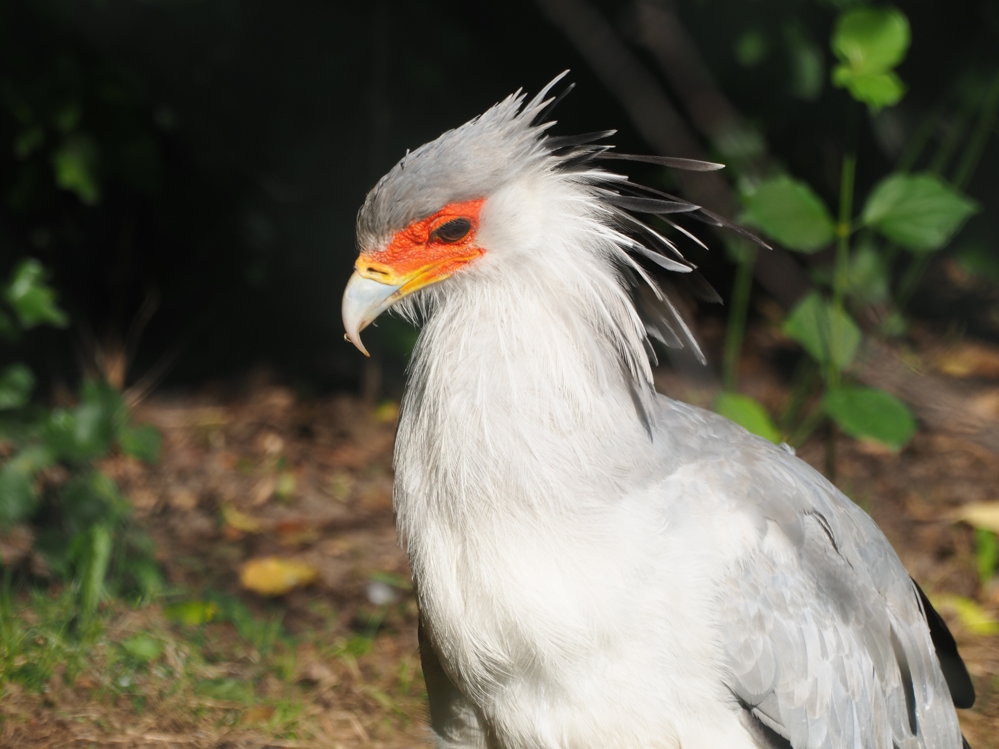 Secretary bird (Sagittarius serpentarius), Sep 2nd, 2018