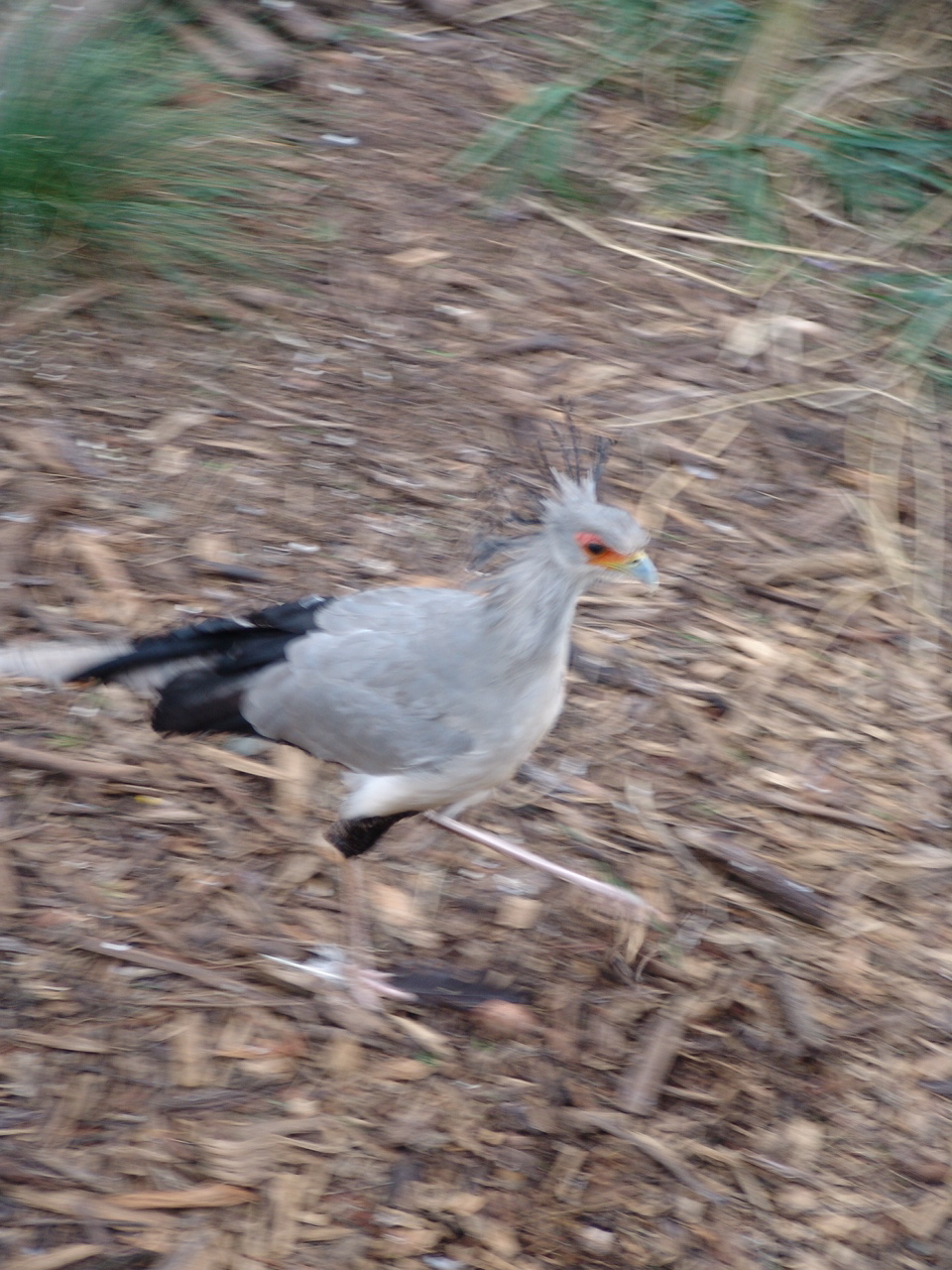 Secretary Bird (Sagittarius serpentarius)