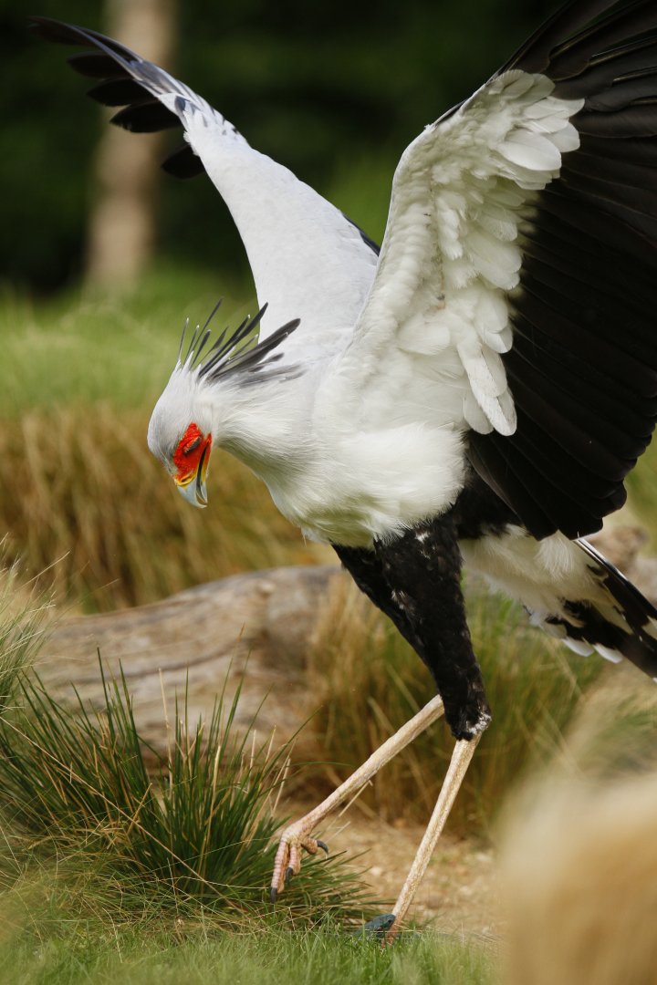 Secretary bird (Sagittarius serpentarius)