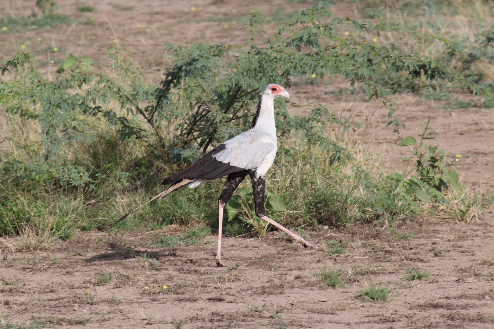 secretary bird (Sagittarius serpentarius)