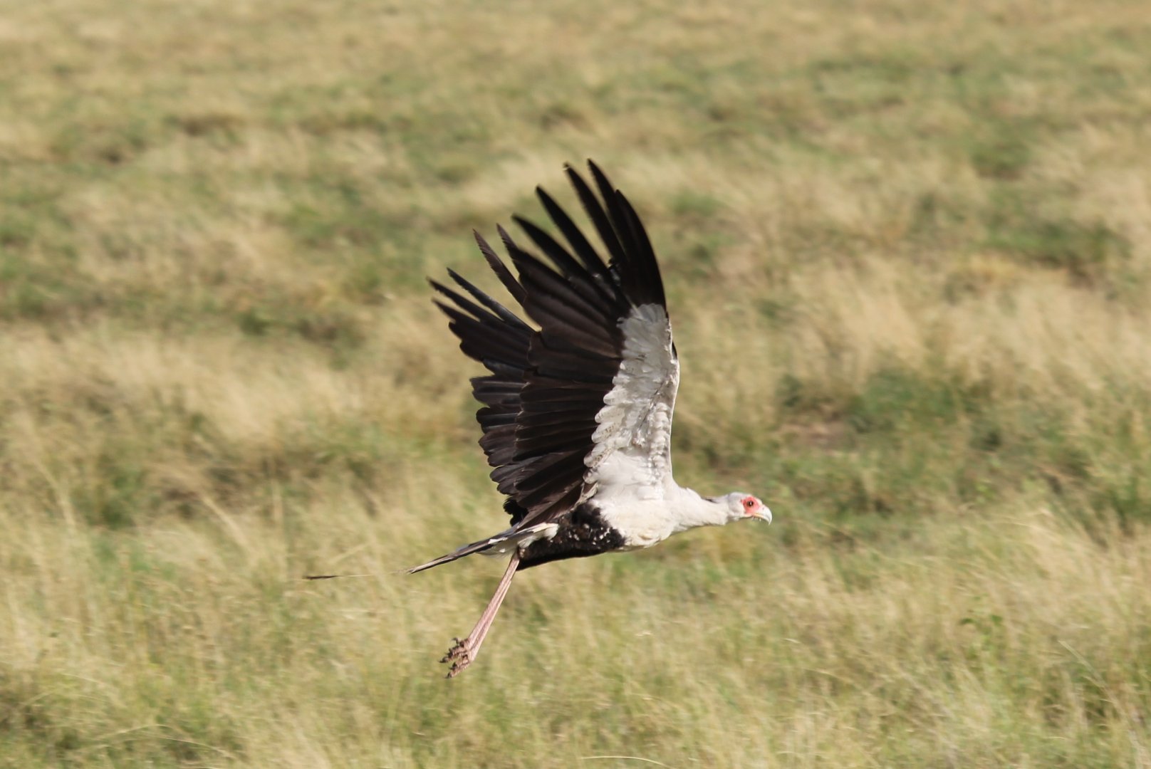 secretary bird (Sagittarius serpentarius)