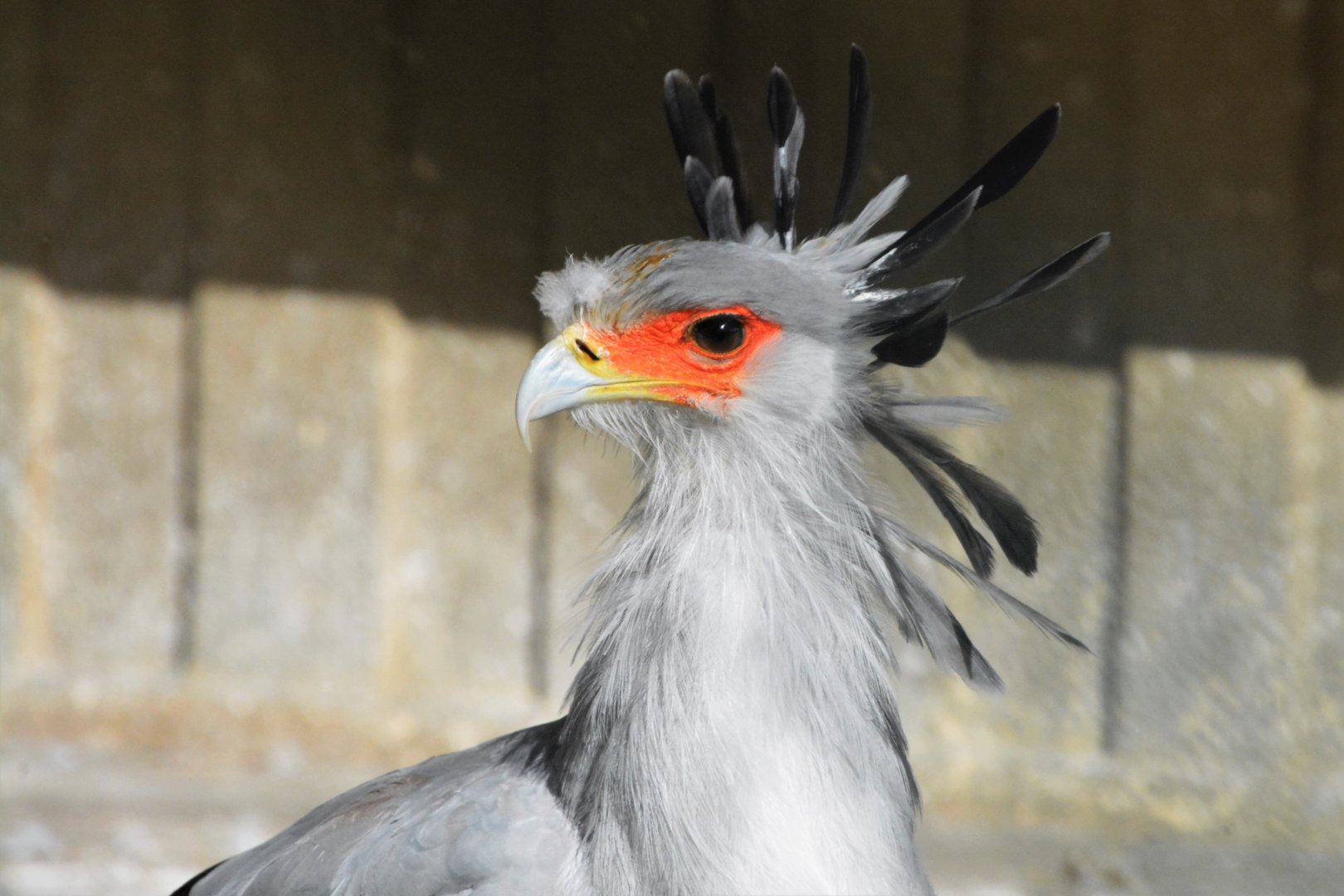 Secretary bird (Sagittarius serpentarius)