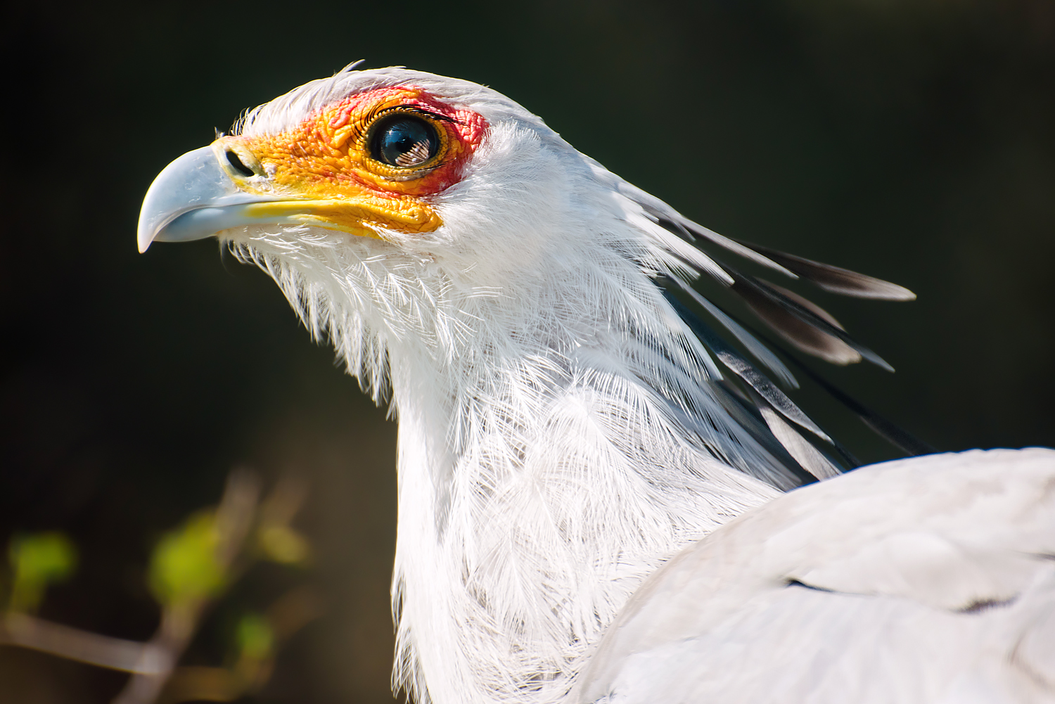 Secretary bird (Sagittarius serpentarius)
