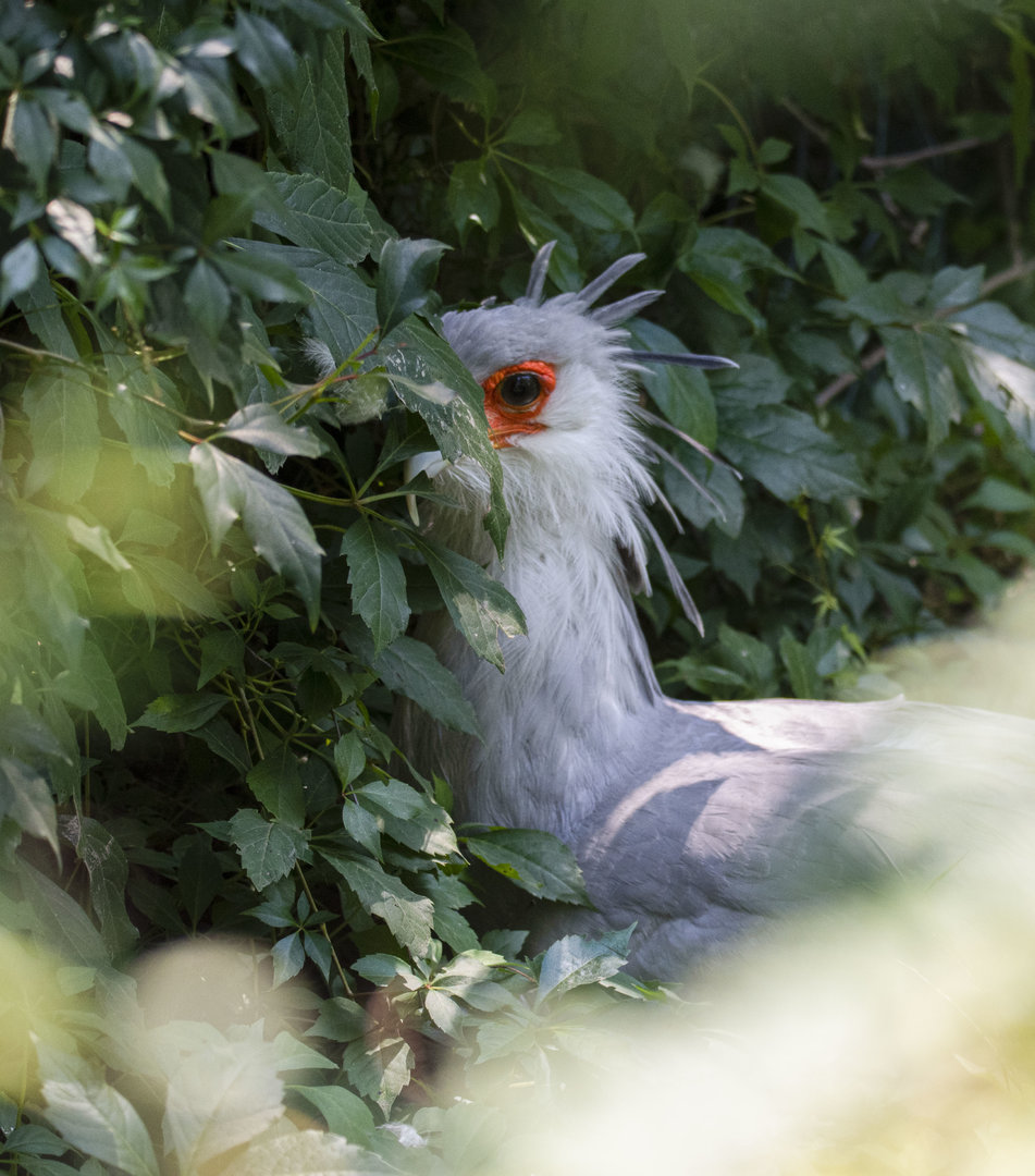 Secretary bird (Sagittarius serpentarius)