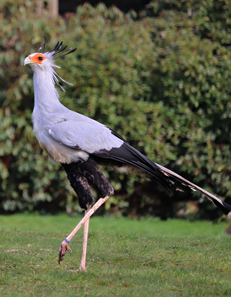 Secretary bird (Sagittarius serpentarius)