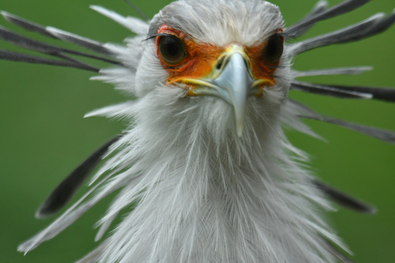 Secretary bird (Sagittarius serpentarius)