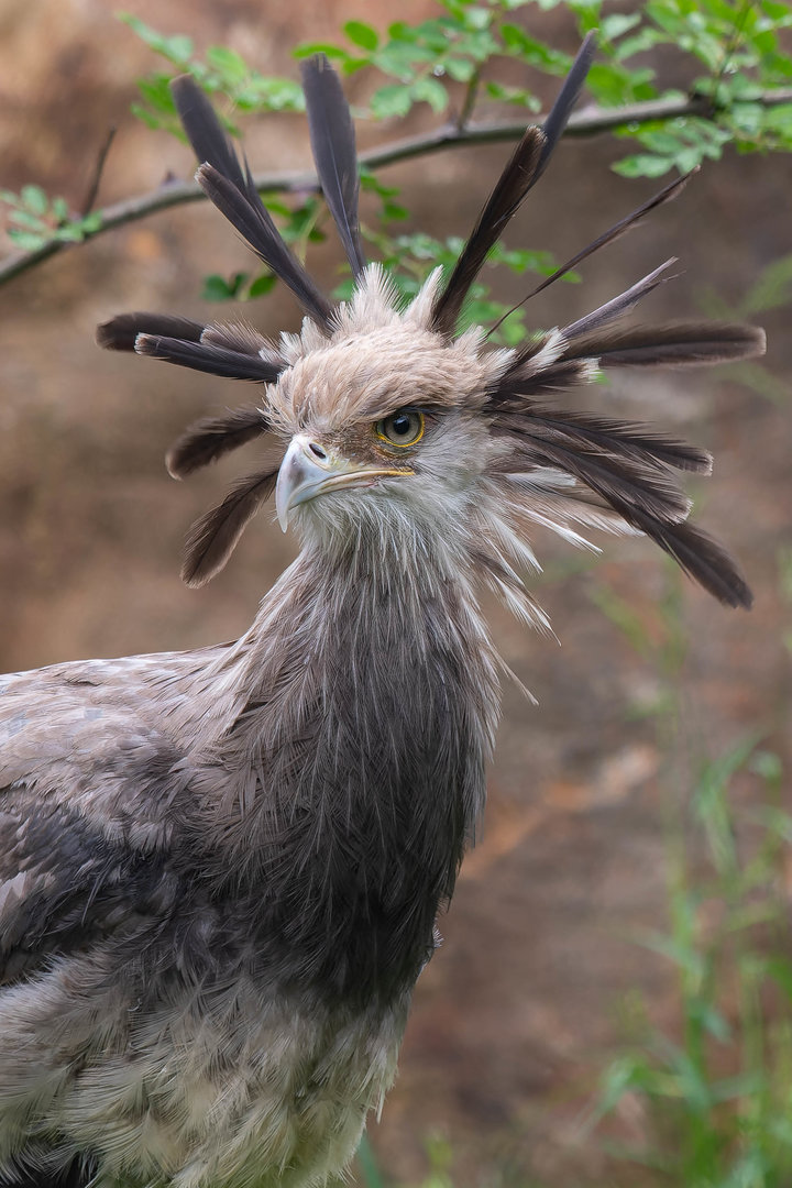 Secretary bird (Sagittarius serpentarius)