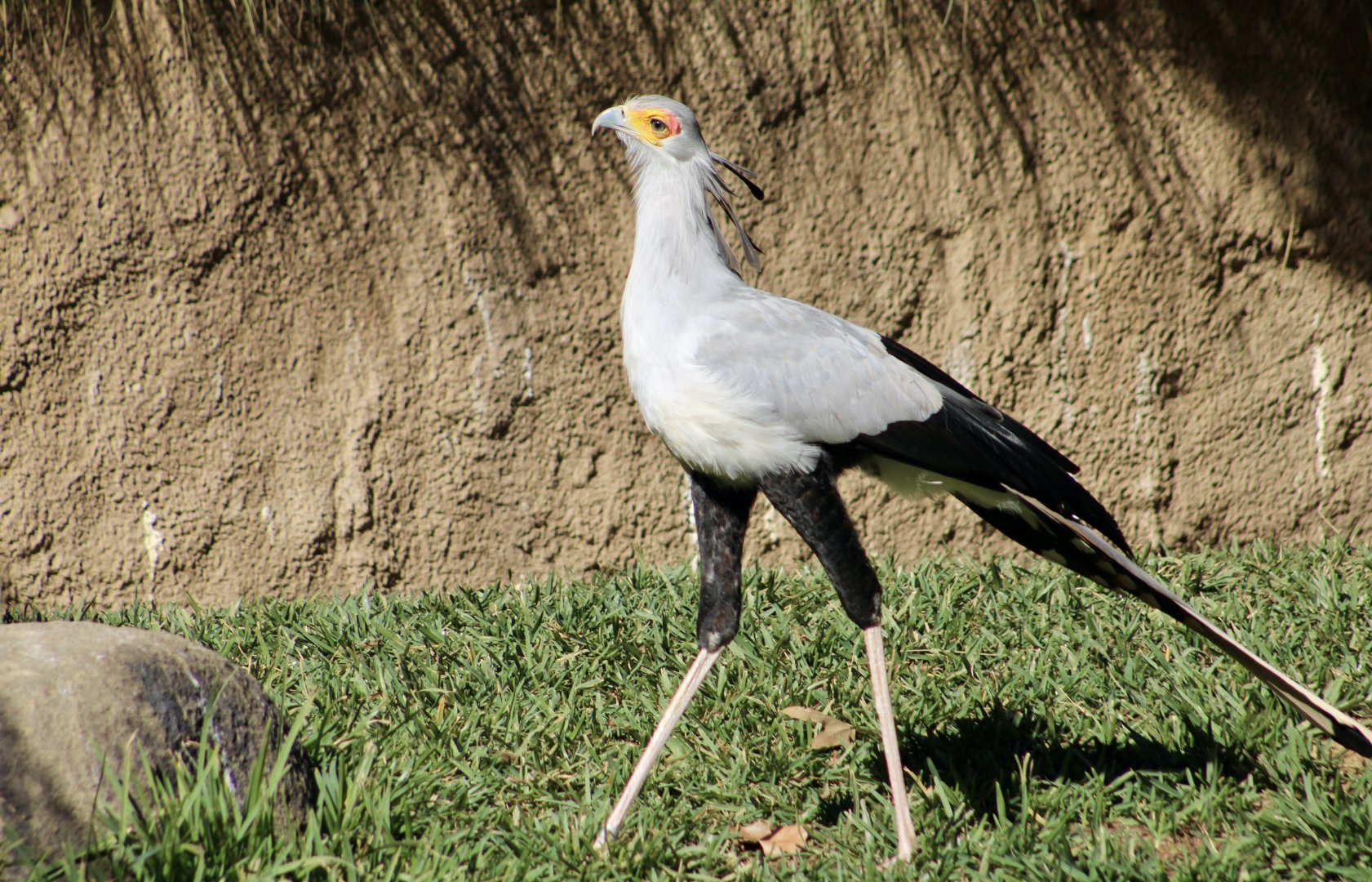 Secretary Bird (Sagittarius serpentarius)