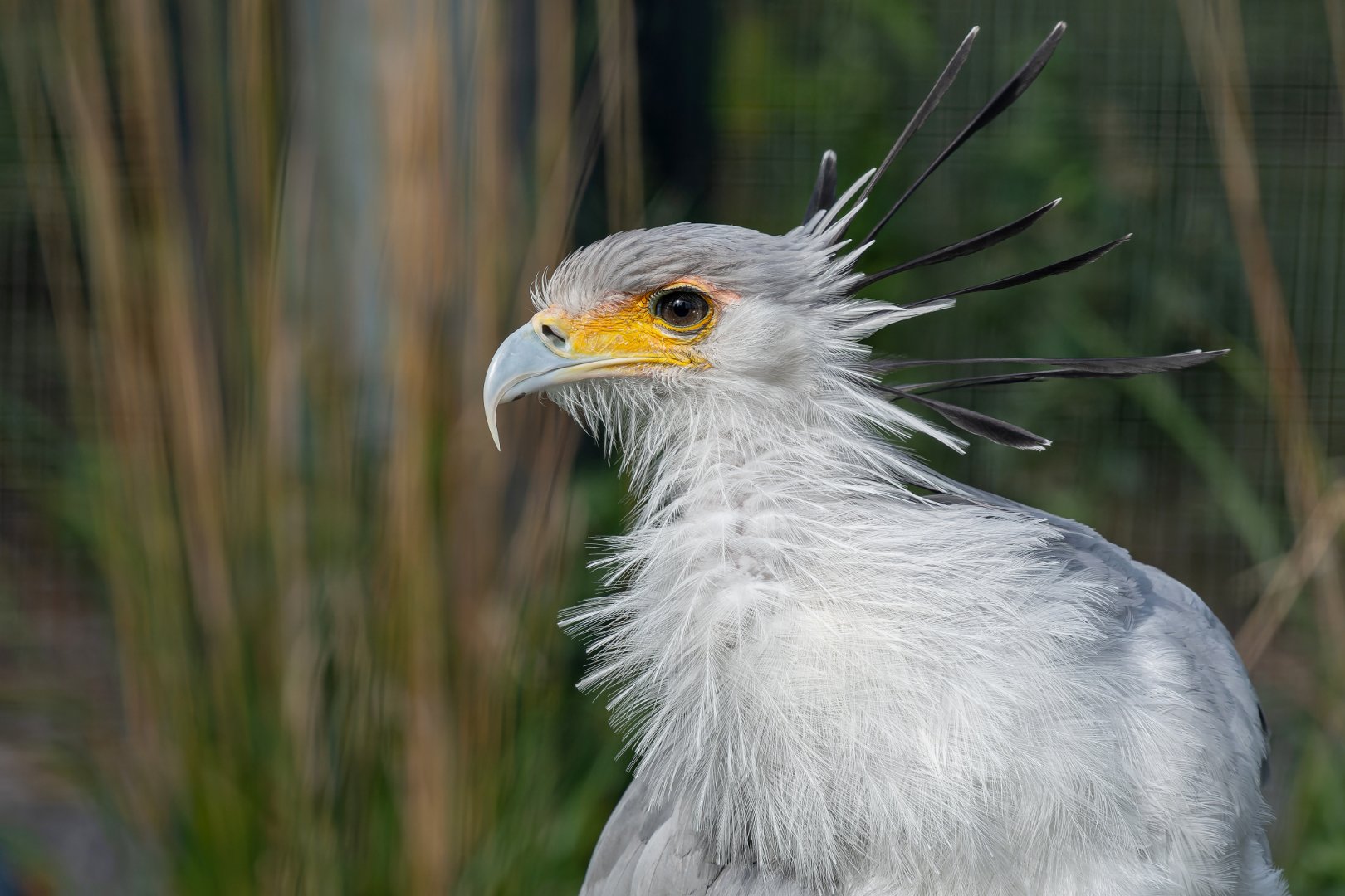 Secretary bird (Sagittarius serpentarius)