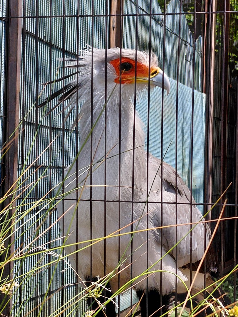 Secretary Bird (Sagittarius serpentarius)