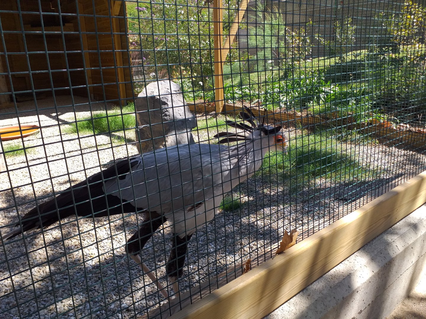 Secretary bird -Sendaviva (2020)