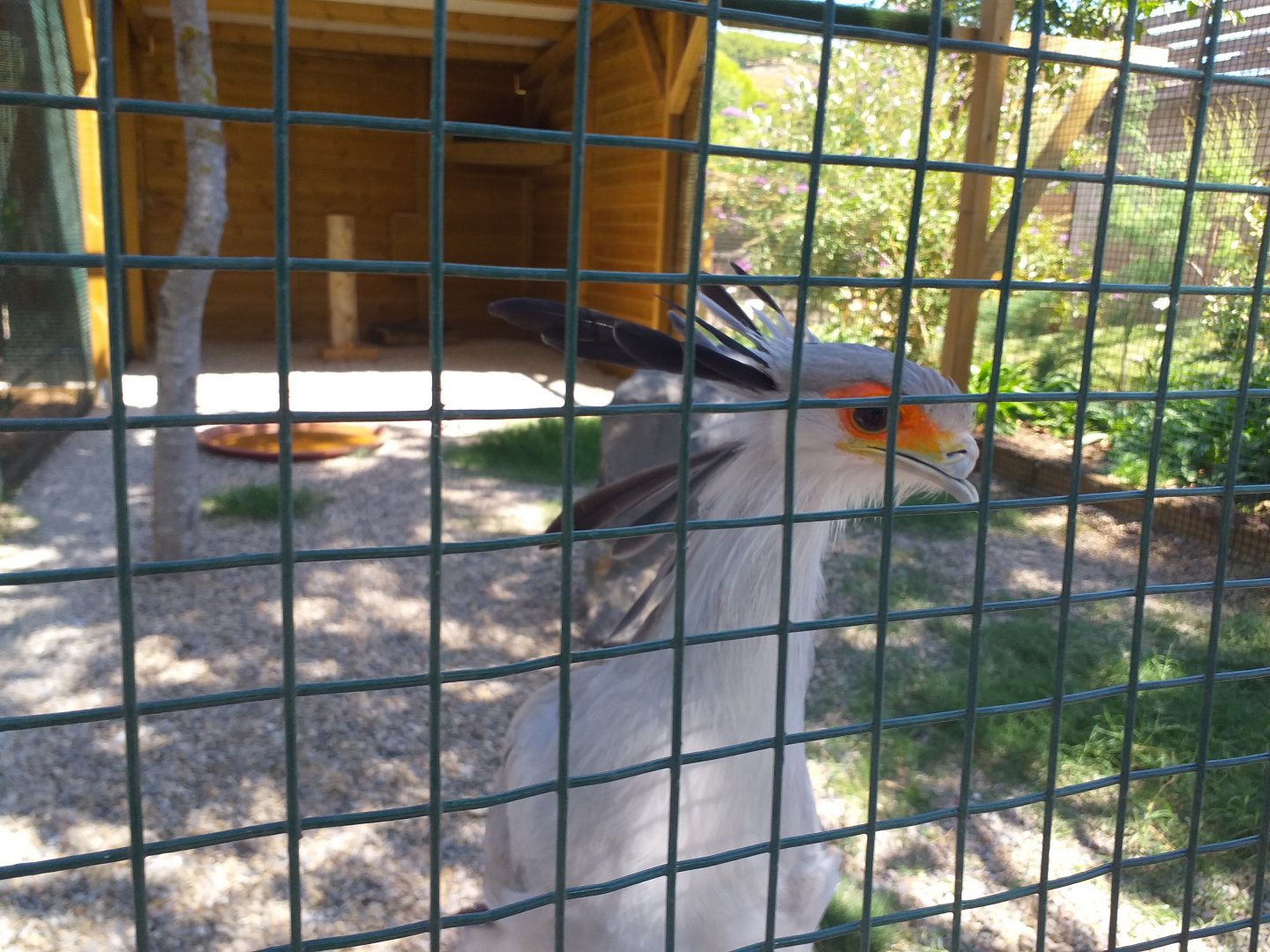 Secretary bird -Sendaviva (2020)