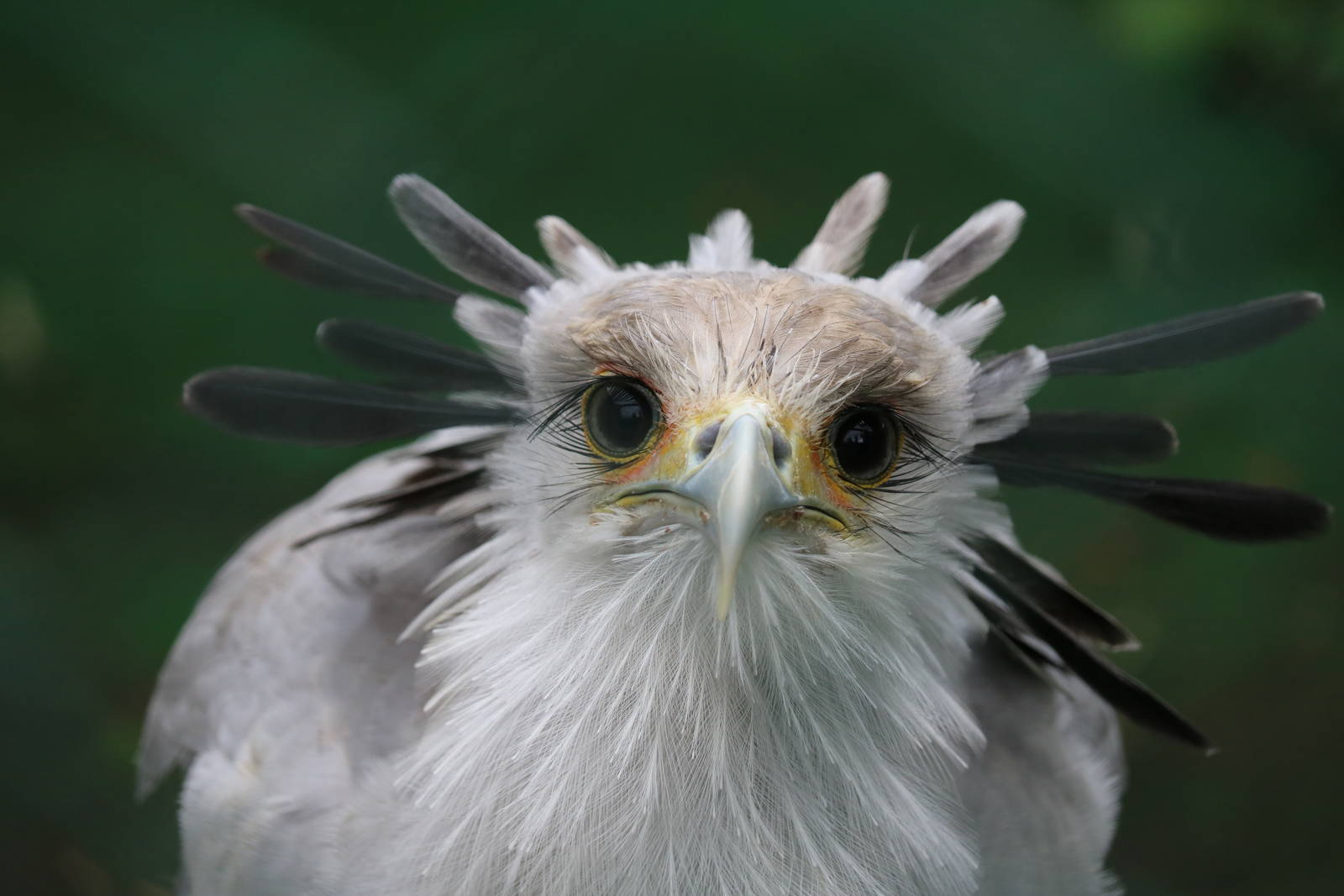 Secretary bird, September 2015